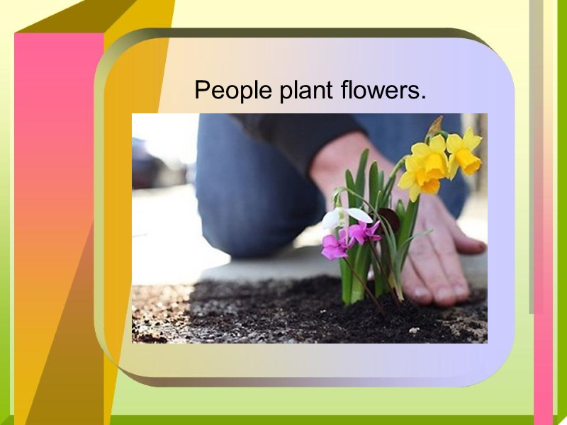 People plant flowers.
